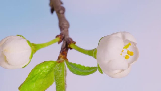 樱桃李的延时开花花