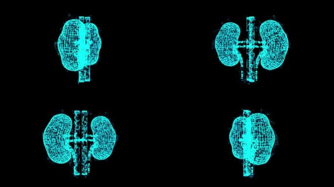 肾脏人体解剖内部器官。医学科学技术概念。线框低聚网格技术