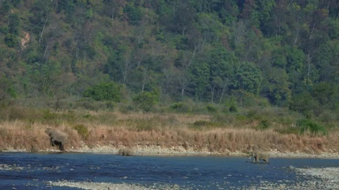 大象穿越科贝特国家公园的拉姆甘加河的超慢动作视频