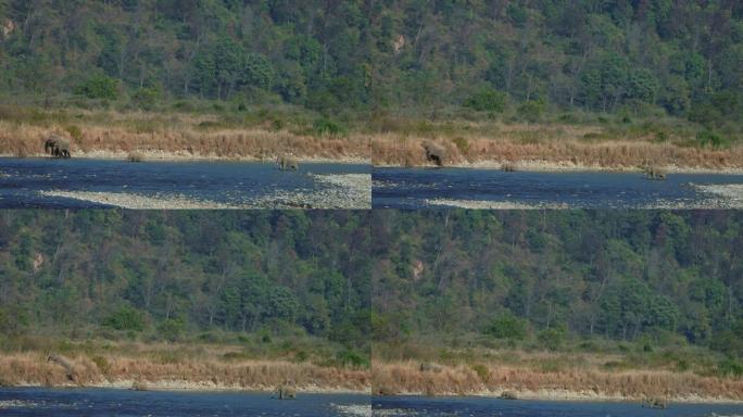 大象穿越科贝特国家公园的拉姆甘加河的超慢动作视频