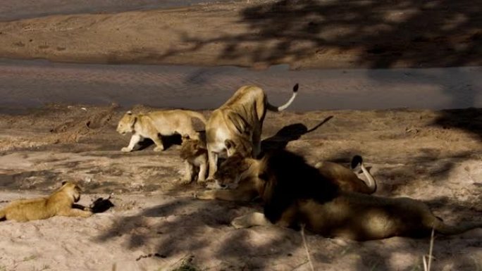 成年母狮喂养一群幼崽。