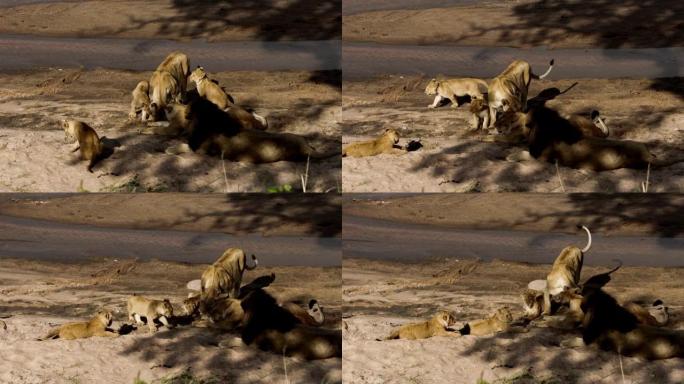 成年母狮喂养一群幼崽。