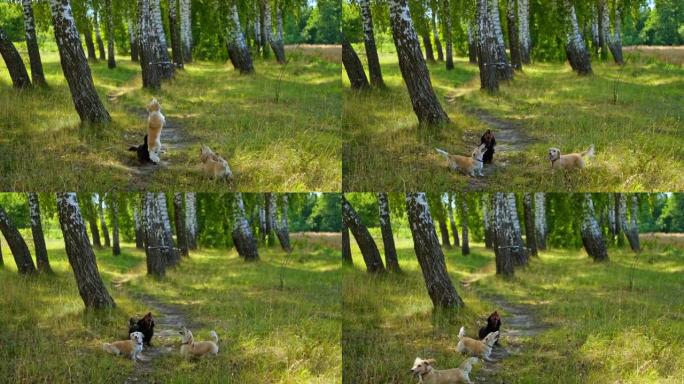三只狗叫蚂蚁飞dron。试图抓住四旋翼飞行器的狗。玩狗的视频。自然和树木背景。真实视频。