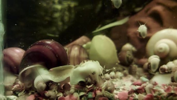 许多水族馆的鱼和蜗牛在家庭水族馆中游泳和觅食，背景。