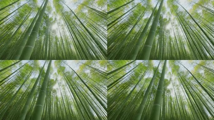 颜色美丽的新鲜绿色竹林