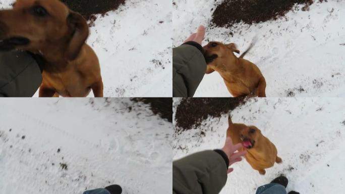 快乐的红狗腊肠犬快乐地遇见了他的主人-朋友，感动的人与狗的相遇