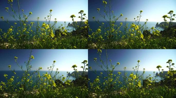 黄色的野花在蓝色海水的背景下，在微风中摇曳。特写，选择性聚焦。明亮清新的春天。没人。永无止境的自然之