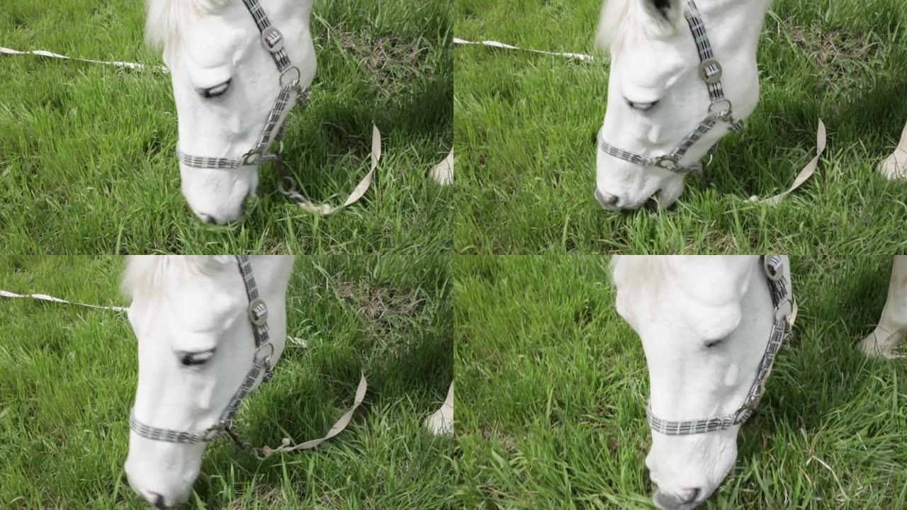 一匹白马在草地上吃绿草。多云晴朗的天空。自然缰绳。绳子上的动物