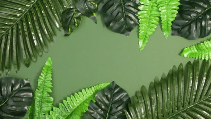 热带树叶在深绿色的丛林背景上形成框架。停止运动平铺