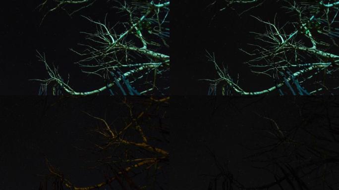森林枯树上星空的低角度视图，延时视频