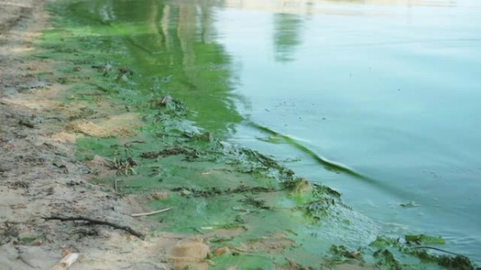 被污染的河流或湖岸覆盖着绿色厚厚的海藻层。磷酸盐水污染问题。鱼类和植物缺氧