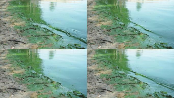 被污染的河流或湖岸覆盖着绿色厚厚的海藻层。磷酸盐水污染问题。鱼类和植物缺氧