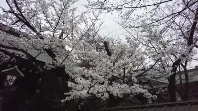 东京千代田区九丹的樱花