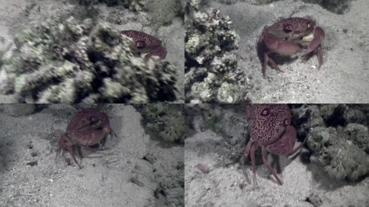 海洋珊瑚海底的螃蟹。
