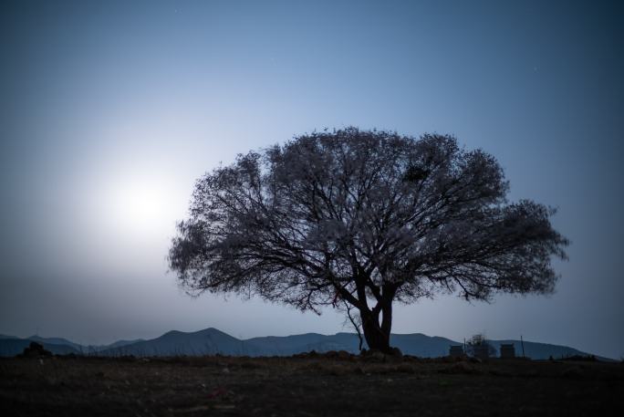 树 夜空 星轨