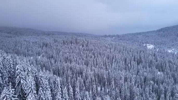 冬天在白雪覆盖的松树林地上空飞行。在山里滑雪度假。