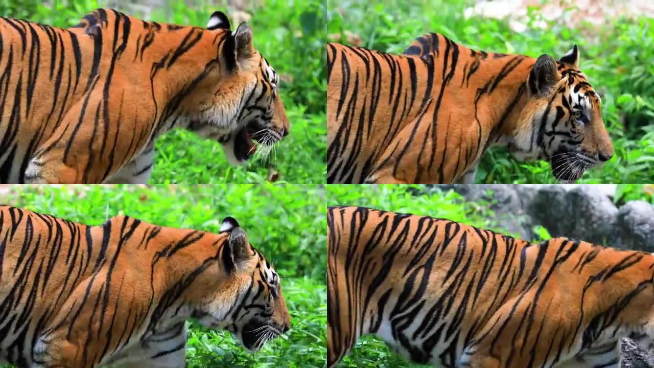 美丽的苏门答腊虎在徘徊。
