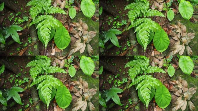 森林中的绿叶蕨