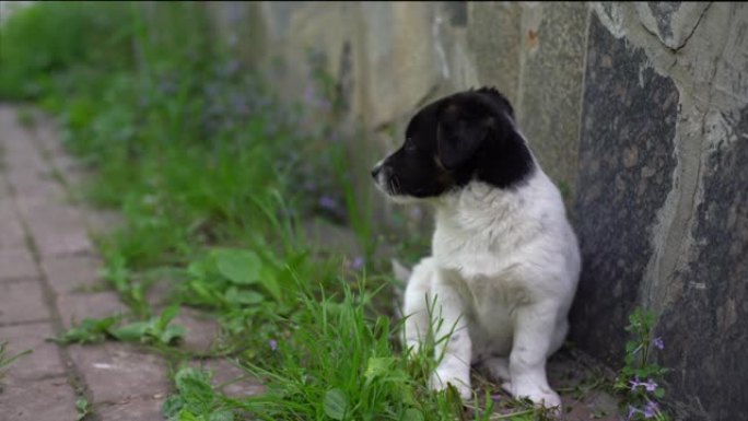 可爱的两个月大的黑白小狗