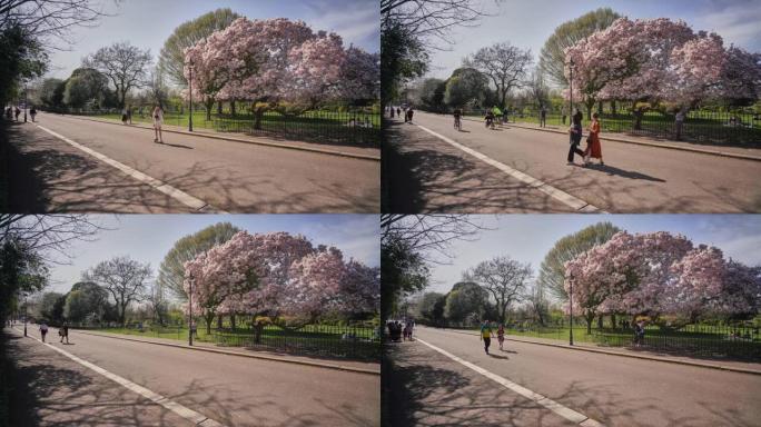 初春在伦敦维多利亚公园 (Victoria Park London) 的时光流逝，带有碟子木兰 (M