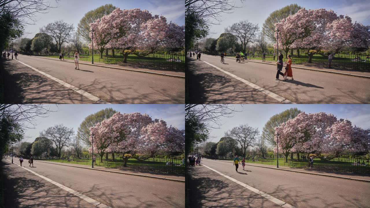 初春在伦敦维多利亚公园 (Victoria Park London) 的时光流逝，带有碟子木兰 (M