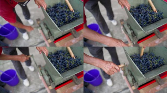 使用葡萄粉碎机从葡萄中榨汁
