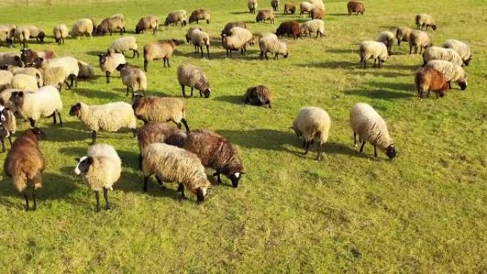 一群绵羊在绿色田野里放牧的航拍画面。有许多绵羊的绿色草地。