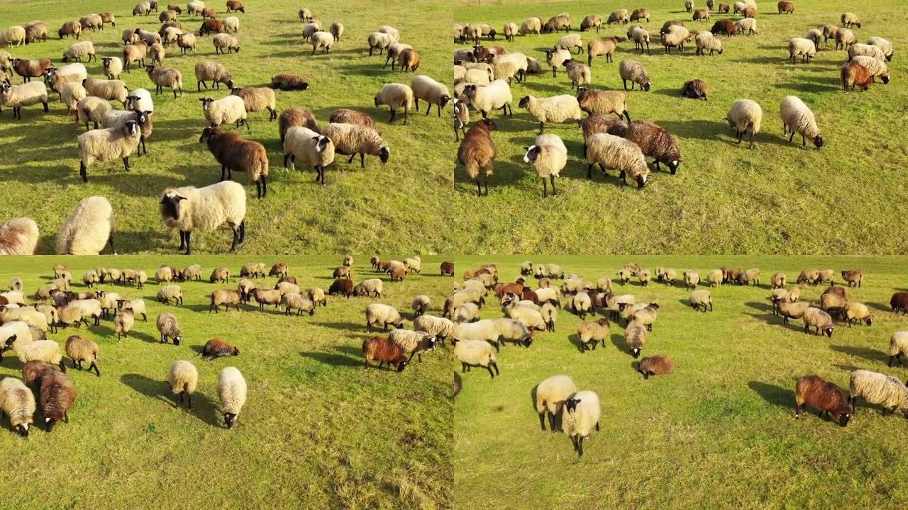 一群绵羊在绿色田野里放牧的航拍画面。有许多绵羊的绿色草地。