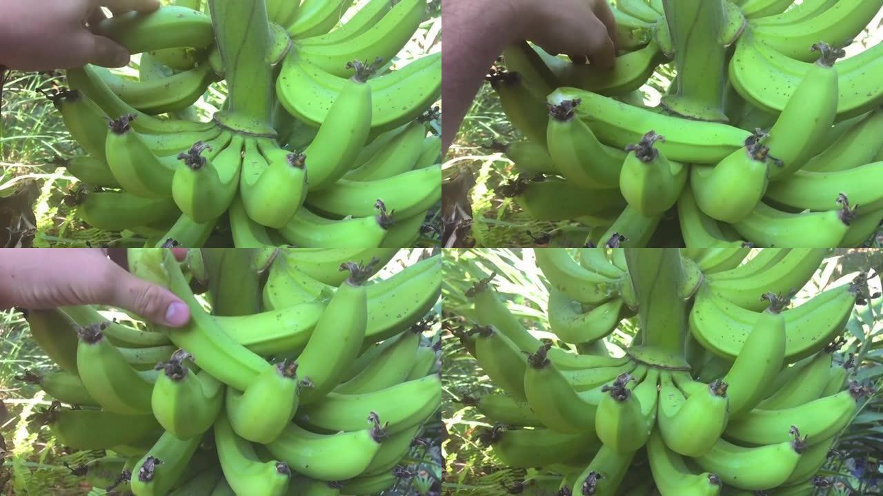 从树上采摘新鲜的有机香蕉。