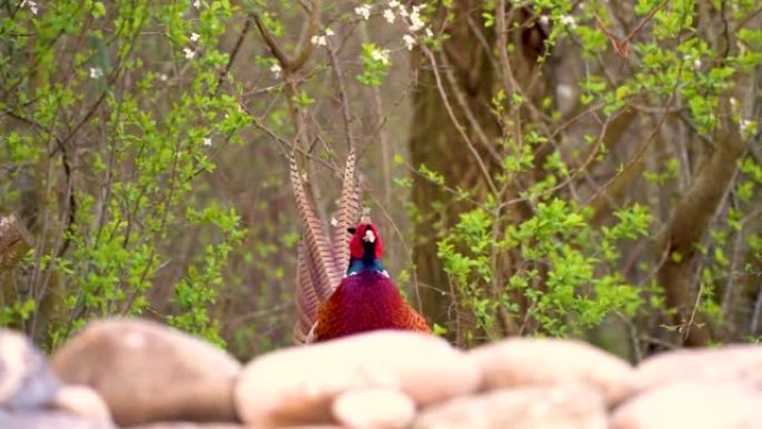 一只美丽的彩色野鸡正在唱歌和吃东西
