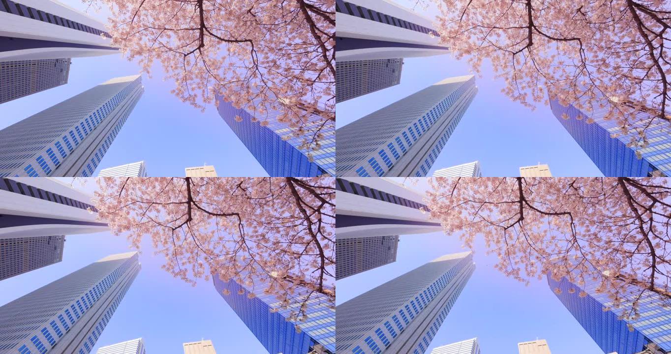城市盛开的樱花仰视高楼仰拍高楼写字楼