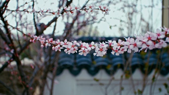 春天一枝盛开的桃花