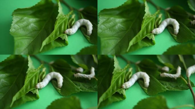 一群吃桑叶的蚕