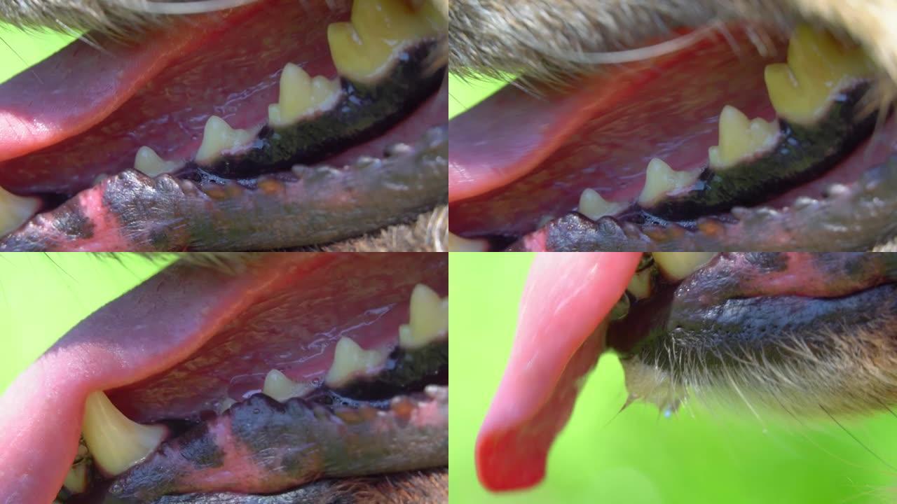 狗嘴的特写。牙齿显示一些牙结石。