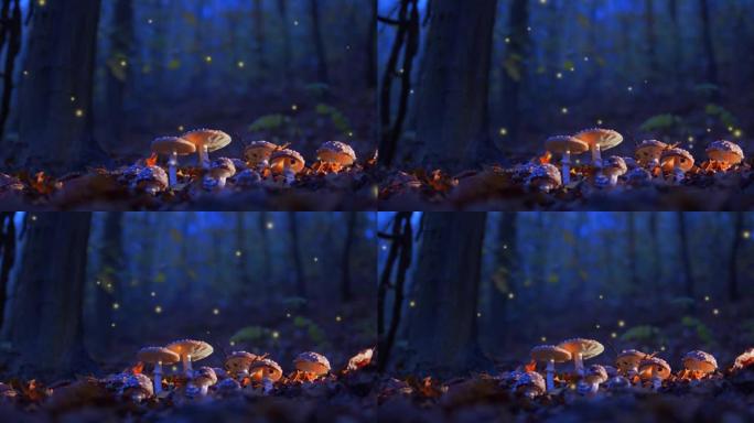 神秘的秋天在傍晚的森林里飞木鼓草。许多萤火虫飞来飞去，童话背景。
