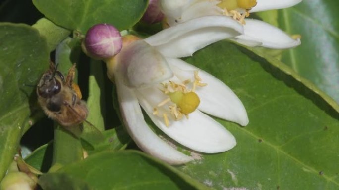 从柠檬花中吃蚜虫后，蜜蜂会盛放