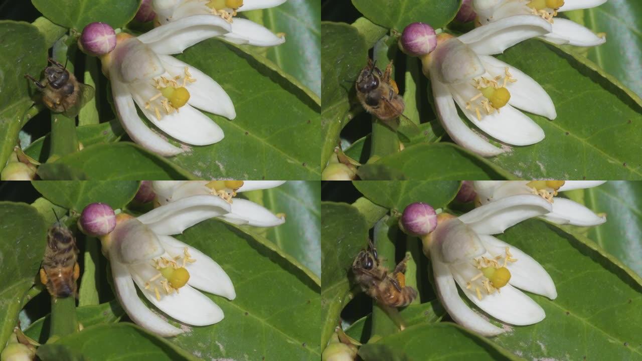 从柠檬花中吃蚜虫后，蜜蜂会盛放