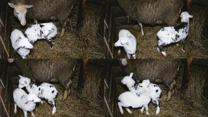 绵羊和两只小羊羔站在大海捞库中的马stable中
