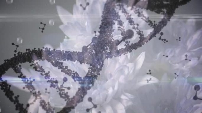 3d紫色dna链纺丝和漂浮在花朵上的分子的动画