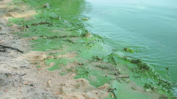 鱼类和水生植物缺氧。磷酸盐水污染问题。被污染的河流或湖岸覆盖着绿色厚厚的海藻层