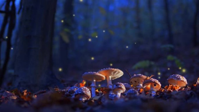 神秘的秋天在傍晚的森林里飞木鼓草。许多萤火虫飞来飞去，童话背景。