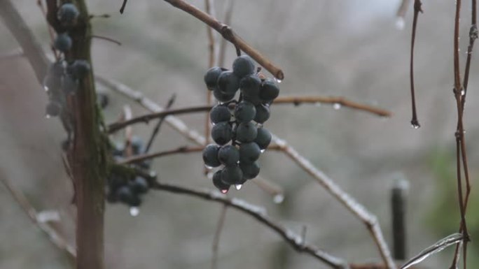 棕色树枝上挂着小水滴的黑葡萄