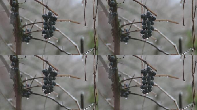 棕色树枝上挂着小水滴的黑葡萄