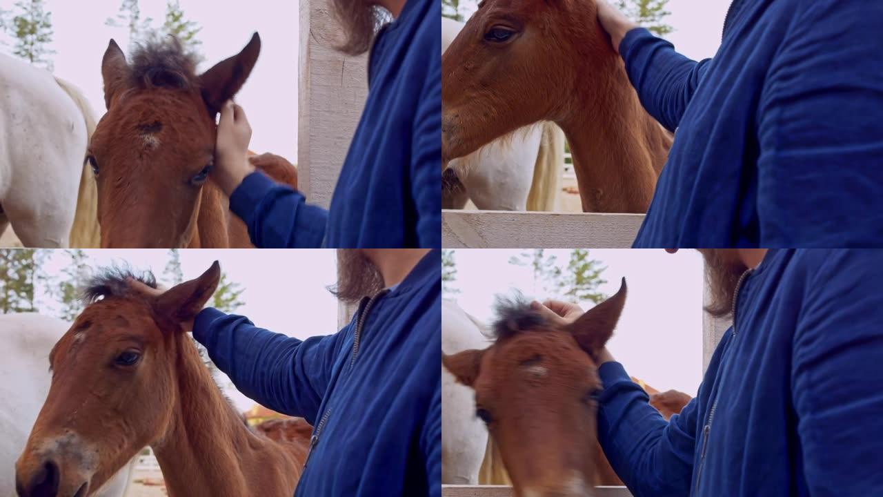 可爱的棕色小马驹需要感情，一个留着胡须的男人在耳朵后面抓伤了马。小马驹真的很喜欢抚摸一个人。乡村生活