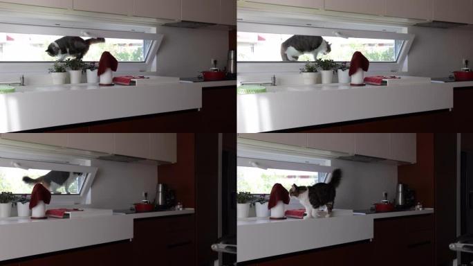 年轻的猫咪在家庭厨房的窗户里玩耍
