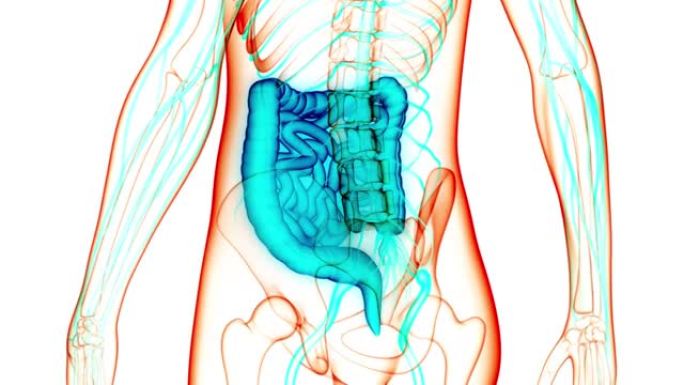 人体消化系统大小肠解剖动画概念