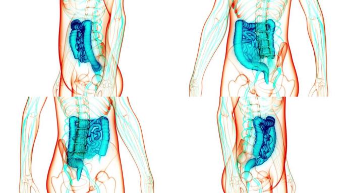 人体消化系统大小肠解剖动画概念