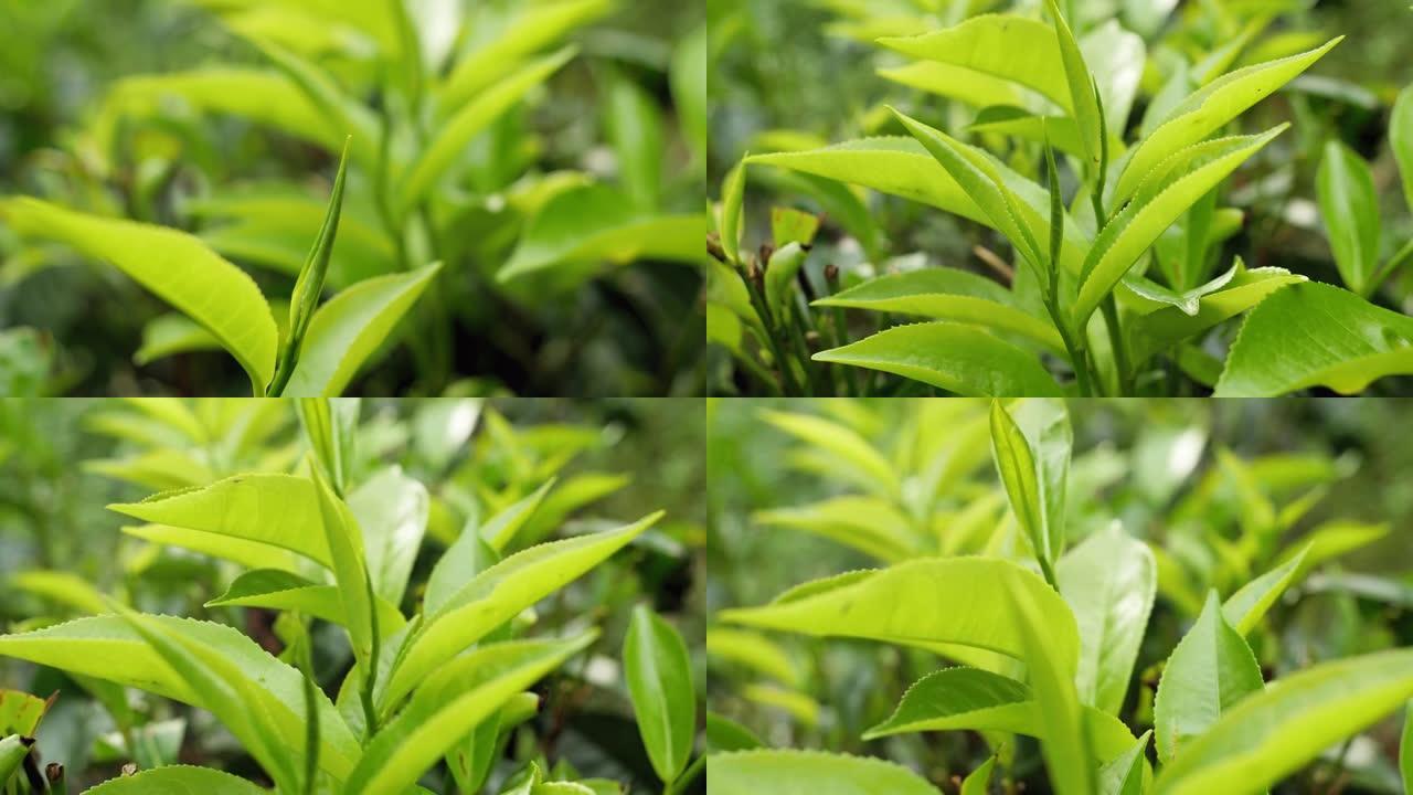 在高地种植园的茶丛上生长的新鲜绿茶叶的特写多莉视频