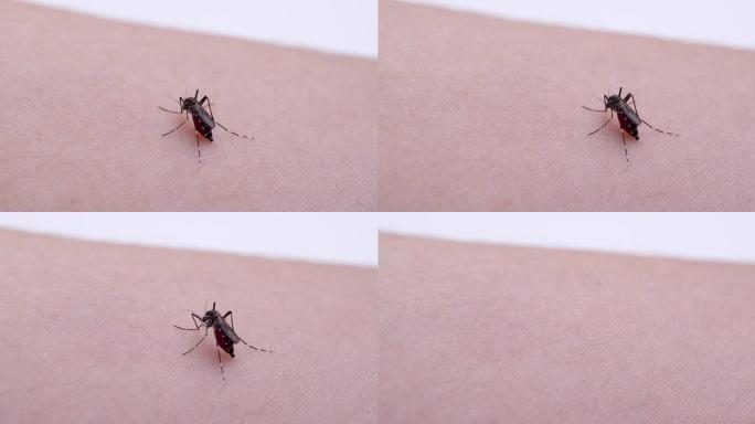 蚊子试图将针头插入皮肤的视频。