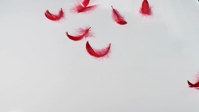 红色蓬松的羽毛落在白色背景上